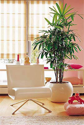 家居风水:客厅怎么摆放植物能旺家运